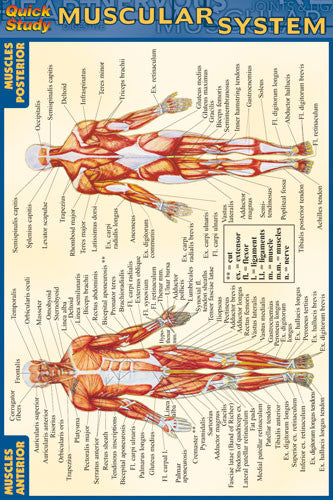Muscular System (4x6)