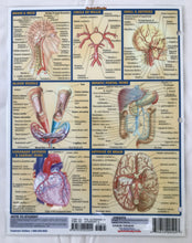 Load image into Gallery viewer, Circulatory System (8.5x11)