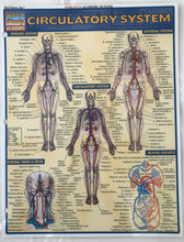Load image into Gallery viewer, Circulatory System (8.5x11)