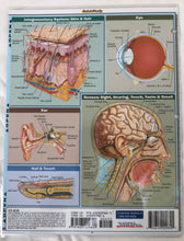 Load image into Gallery viewer, Anatomy Fundamentals: Life Science (8.5x11)
