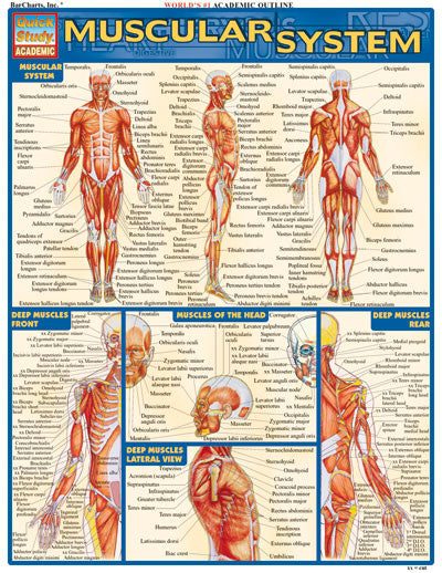Muscular Chart (8.5x11)