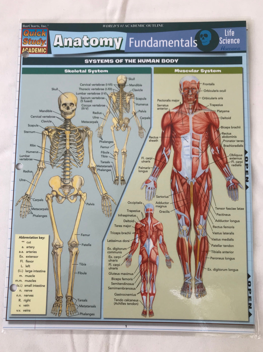  Quick Study Guides Laminated Anatomy