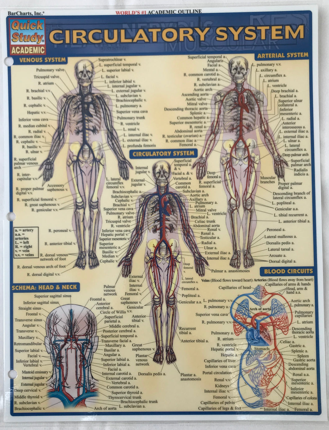 Circulatory System (8.5x11)
